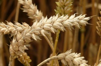 Чим жито цікаве для українських аграріїв?