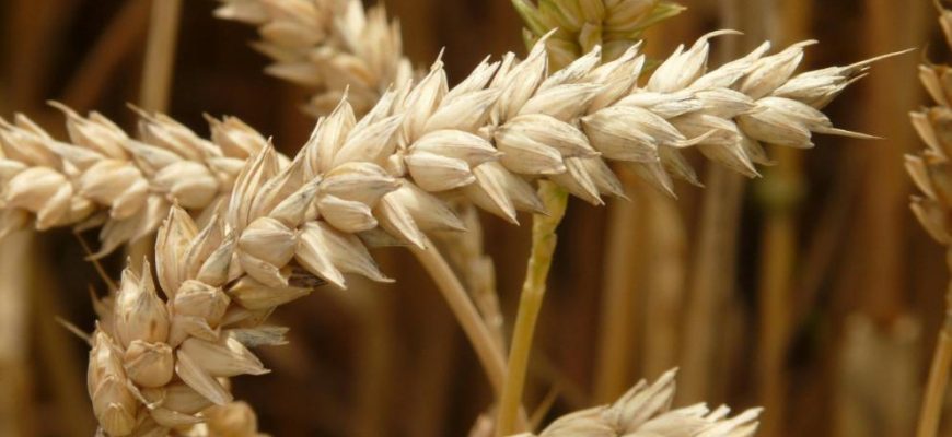Чим жито цікаве для українських аграріїв?