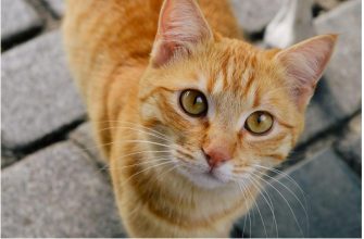 Глисты у кошек — невидимая угроза, с которой стоит бороться заранее