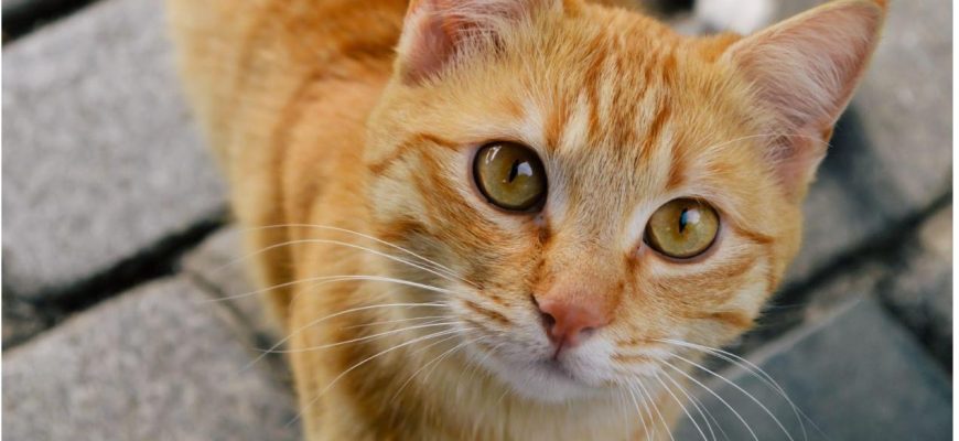 Глисты у кошек — невидимая угроза, с которой стоит бороться заранее