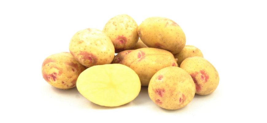 Как выбрать семенной картофель: гайд по сортам, репродукциям и срокам созревания