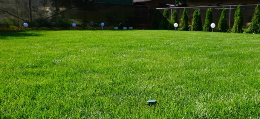 Какую газонную траву сеять на разных видах участка