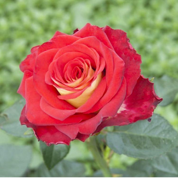 купити саджанці троянд