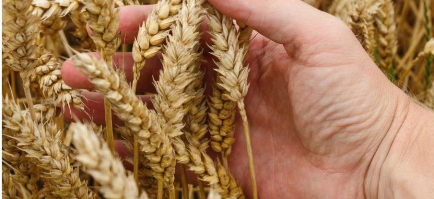 Продаж кормових культур: як українським аграріям вийти на світовий ринок