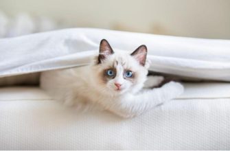 Регдол: велетень з ніжною душею