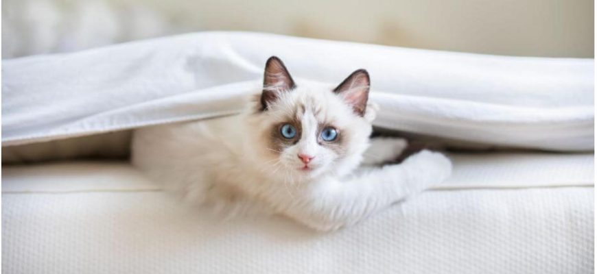 Регдол: велетень з ніжною душею