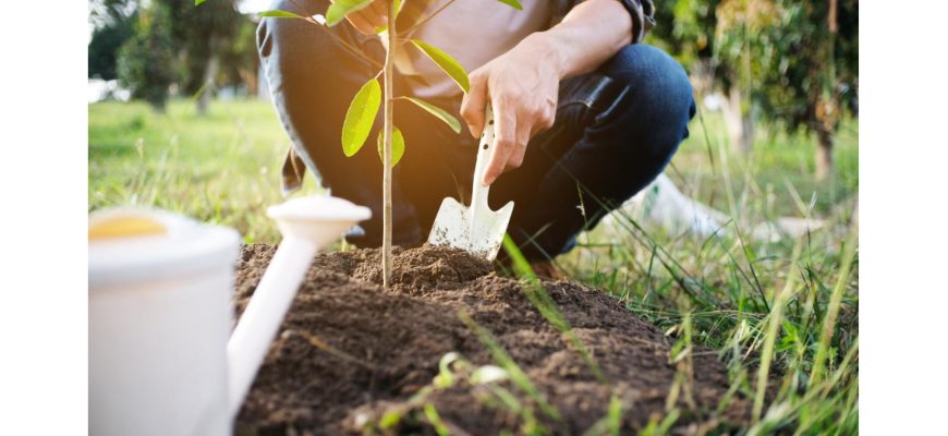 Саженцы: купить качественные растения для сада и огорода в садовом центре WestGard