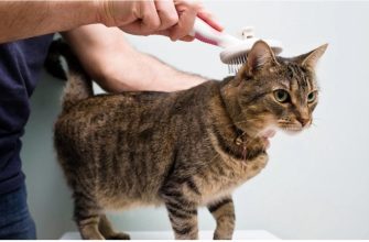 Шерсть кота: секрети досконалого догляду