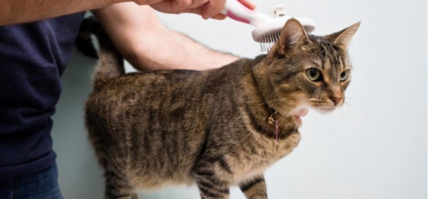 Шерсть кота: секрети досконалого догляду