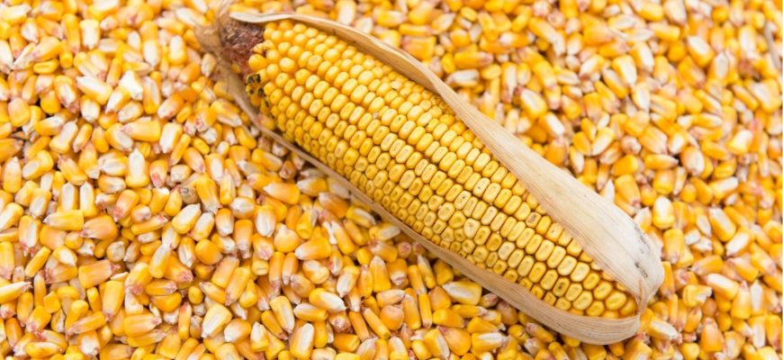 Україна на світовому ринку кукурудзи: експортні напрямки та конкуренція