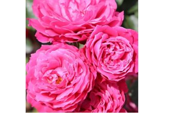 Як обрати саджанці троянд: поради для розкішного цвітіння з першого року