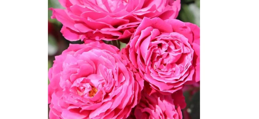 Як обрати саджанці троянд: поради для розкішного цвітіння з першого року