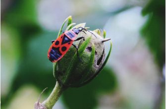 Як позбутися шкідників в саду: поради