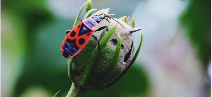 Як позбутися шкідників в саду: поради